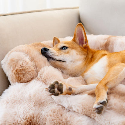 Canapé Calmant - Lit Apaisant pour Chiens